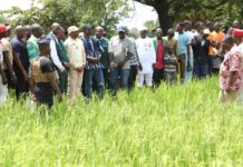 Bas-fonds rizicole de Fakouna dans la région de Bankui: plus de 500 tonnes de riz attendues
