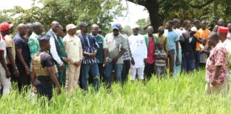 Bas-fonds rizicole de Fakouna dans la région de Bankui: plus de 500 tonnes de riz attendues