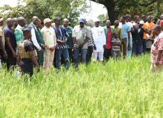 Bas-fonds rizicole de Fakouna dans la région de Bankui: plus de 500 tonnes de riz attendues