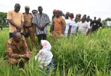 Campagne agricole humide 2025-2026: le Nakambé et le Nazinon, deux régions qui donnent satisfaction