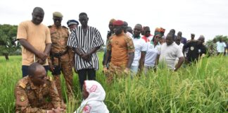 Campagne agricole humide 2025-2026: le Nakambé et le Nazinon, deux régions qui donnent satisfaction