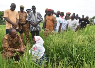Campagne agricole humide 2025-2026: le Nakambé et le Nazinon, deux régions qui donnent satisfaction