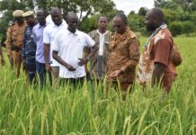Campagne agricole humide dans le Nakambé : la plaine rizicole de Bidiga attend 112 tonnes de riz