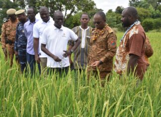 Campagne agricole humide dans le Nakambé : la plaine rizicole de Bidiga attend 112 tonnes de riz