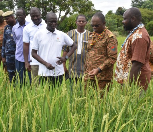 Campagne agricole humide dans le Nakambé : la plaine rizicole de Bidiga attend 112 tonnes de riz