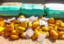 Lutte contre le trafic de stupéfiants :plus de 500 kg de chanvre indien saisis à Kaya et Ouagadougou