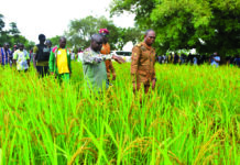 Campagne agricole humide 2025-2026 dans le Goulmou: 714 000 tonnes de céréales attendues
