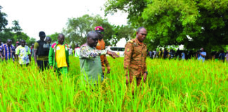 Campagne agricole humide 2025-2026 dans le Goulmou: 714 000 tonnes de céréales attendues