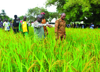 Campagne agricole humide 2025-2026 dans le Goulmou: 714 000 tonnes de céréales attendues