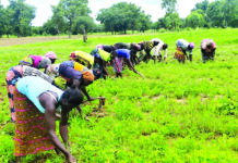 Secteur 5 de Dédougou: l’Association « Nooma Wende » cultive pour construire son autonomie