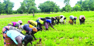 Secteur 5 de Dédougou: l’Association « Nooma Wende » cultive pour construire son autonomie