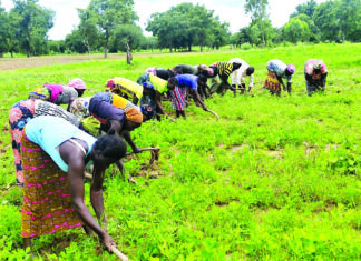 Secteur 5 de Dédougou: l’Association « Nooma Wende » cultive pour construire son autonomie