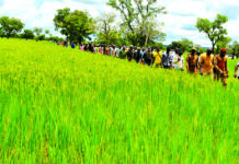 Suivi de la campagne agricole : le ministre d’Etat Ismaël Sombié dans le bas-fond de Kongolikoro