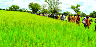 Suivi de la campagne agricole : le ministre d’Etat Ismaël Sombié dans le bas-fond de Kongolikoro