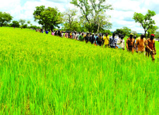 Suivi de la campagne agricole : le ministre d’Etat Ismaël Sombié dans le bas-fond de Kongolikoro