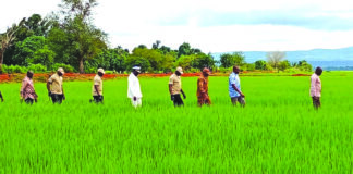 Campagne agricole humide 2025-2026: les exploitations présagent de bonnes moissons dans les Tannounyan