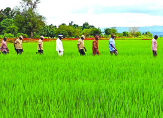 Campagne agricole humide 2025-2026: les exploitations présagent de bonnes moissons dans les Tannounyan