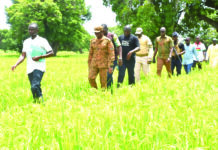 Campagne agricole dans les régions de Yaadga et d’Oubri: des champs de riz verdoyants et prometteurs