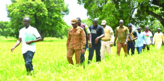 Campagne agricole dans les régions de Yaadga et d’Oubri: des champs de riz verdoyants et prometteurs