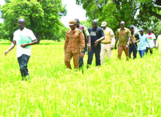 Campagne agricole dans les régions de Yaadga et d’Oubri: des champs de riz verdoyants et prometteurs