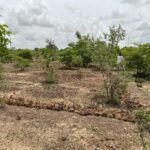 Récupération des terres dégradées: 30 ans de prouesse à Koankin