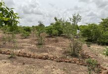 Récupération des terres dégradées: 30 ans de prouesse à Koankin