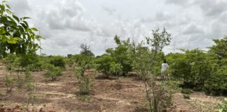 Récupération des terres dégradées: 30 ans de prouesse à Koankin