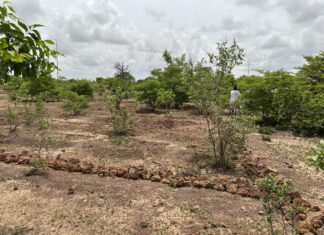 Récupération des terres dégradées: 30 ans de prouesse à Koankin
