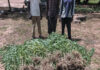 Trafic de chanvre indien: la Gendarmerie démantèle un réseau de cultivateurs et revendeurs à Guiaro