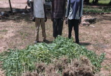 Trafic de chanvre indien: la Gendarmerie démantèle un réseau de cultivateurs et revendeurs à Guiaro