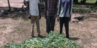 Trafic de chanvre indien: la Gendarmerie démantèle un réseau de cultivateurs et revendeurs à Guiaro