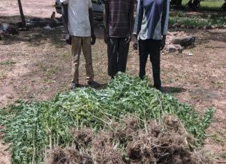 Trafic de chanvre indien: la Gendarmerie démantèle un réseau de cultivateurs et revendeurs à Guiaro