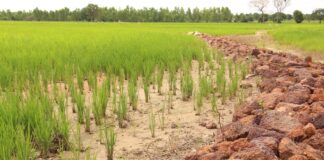 Abondance de la pluviométrie: Il faut transformer la menace en opportunité