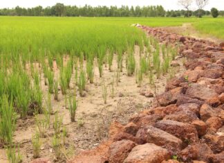 Abondance de la pluviométrie: Il faut transformer la menace  en opportunité