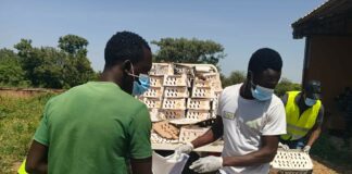 Infection par l’Influenza aviaire hautement pathogène: 4 500 poussins chair détruis à Bittou