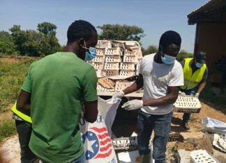 Infection par l’Influenza aviaire hautement pathogène: 4 500 poussins chair détruis à Bittou