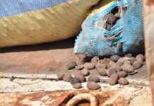 Lutte contre la fraude: Plus de 200 tonnes d’amandes de karité saisies dans la région du Djôrô