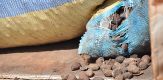 Lutte contre la fraude: Plus de 200 tonnes d’amandes de karité saisies dans la région du Djôrô