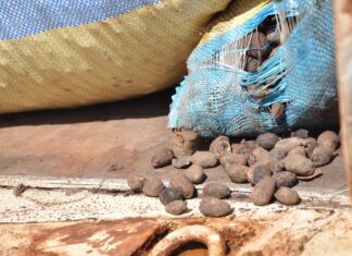 Lutte contre la fraude: Plus de 200 tonnes d’amandes de karité saisies dans la région du Djôrô