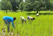 Commune de Dédougou: la solidarité des populations hôtes redonne espoir aux déplacés internes