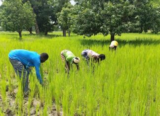 Commune de Dédougou: la solidarité des populations hôtes redonne espoir aux déplacés internes