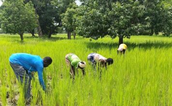 Commune de Dédougou: la solidarité des populations hôtes redonne espoir aux déplacés internes
