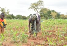 Exploitation agricole à Matourkou: des réfugiés passent de l’assistance humanitaire à l’autonomie