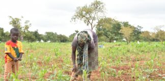 Exploitation agricole à Matourkou: des réfugiés passent de l’assistance humanitaire à l’autonomie