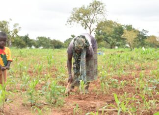 Exploitation agricole à Matourkou: des réfugiés passent de l’assistance humanitaire à l’autonomie