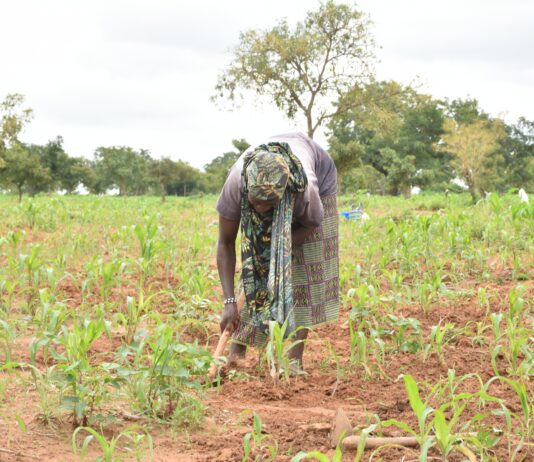 Exploitation agricole à Matourkou: des réfugiés passent de l’assistance humanitaire à l’autonomie