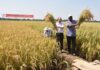 Festival des moissons 2025 : Chinois et Burkinabè moissonnent à Boulbi