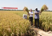 Festival des moissons 2025 : Chinois et Burkinabè moissonnent à Boulbi