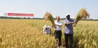 Festival des moissons 2025 : Chinois et Burkinabè moissonnent à Boulbi