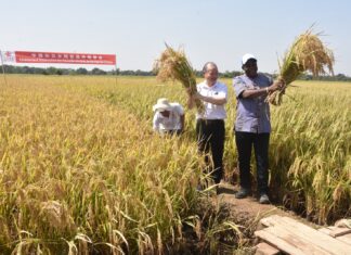 Festival des moissons 2025 : Chinois et Burkinabè moissonnent à Boulbi